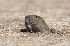 Whack-a-Mole or Whack-a-Gopher?