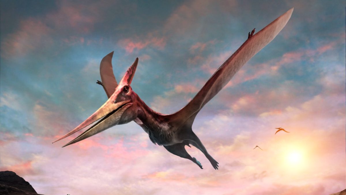 New Flying Dinosaur Skeleton Discovered