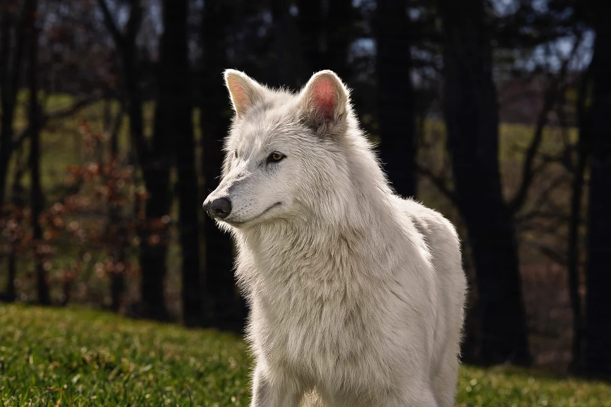 Dire Wolves