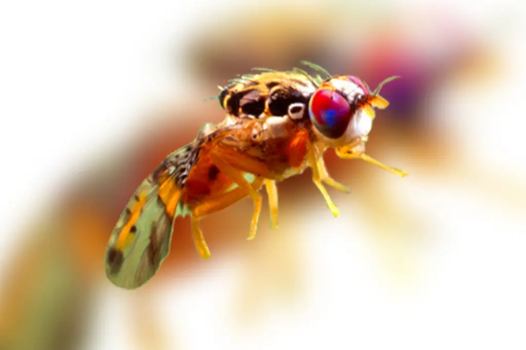 Eliminating Fruit Flies in Alameda County