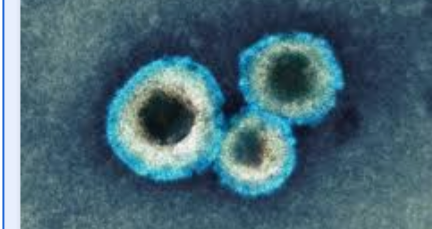 HMPV Virus