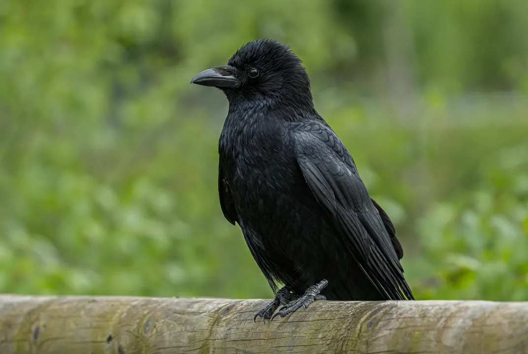 Crows Can Do Geometry