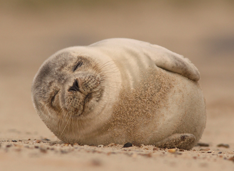 Scientists Discovered Why Diving Seals Do Not Drown