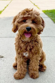 Therapy Dog on Campus